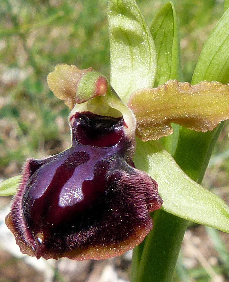 Ophrys passionis subsp. garganica